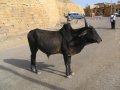 vacas