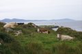 p0002846 Vacas en las orillas de Sneem
