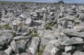 p0002922 Una multitud de mini-dolmenes espontaneos adorna los alrededores del Dolmen de Poulnabrone