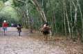 p0002272 Caminando hacia la gran pirmide podias encontrarte con gente que vive en los poblados cercanos, que recogen madera para sus palapas