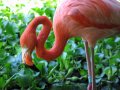 img_0954_edited-1 Flamencos