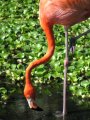 img_0980 Flamencos