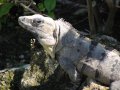 img_0981 Iguana