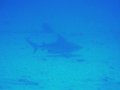 buceo-12 ... y al final aparecieron los tiburones, en este caso, un magnfico ejemplar de tiburn toro