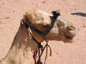 A camel waiting to be hire
