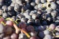 trogir-15 En el mercado predomina la venta en grandes cantidades de uvas recien recogidas para la elaboracin del vino tpico de la regin.