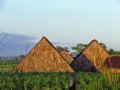 vinales