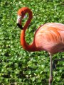 img_0974 Flamencos