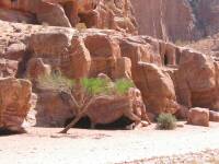 Petra