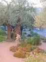 Olivos del huerto de Gethsemani