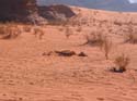 Wadi Rum